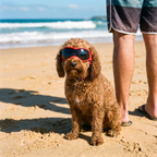 Cavoodle wearing UV dog goggles at the beach